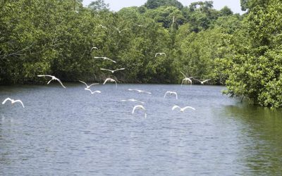 Le Gabon crée 20 aires marines protégées