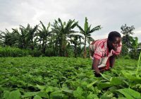 Afrique: Réduire le chômage des jeunes grâce aux activités agricoles
