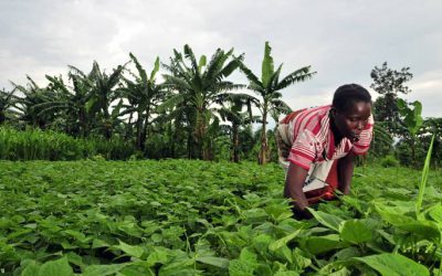 Afrique: Réduire le chômage des jeunes grâce aux activités agricoles