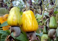 Cameroun : la Sodecoton veut produire et transformer la noix de cajou