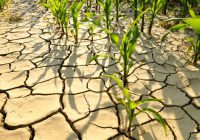Afrique du Sud : La sécheresse met à mal l’agriculture